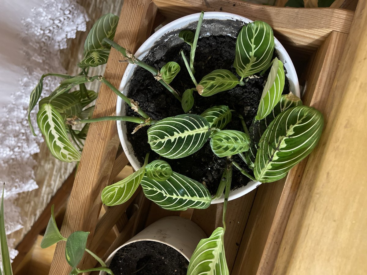 macandra96's tweet image. Приїхала додому☺️

12 тис є, ще 8
Team Fund🌕

«Blood Moon» х #TacFundChain

Командний фандрейзинг на військово-тактичні потреби для:
• 4-го ОЗСП "ОМЕГА"
• 67-ї ОМБр

Загальна ціль збору: 10 млн. грн

🎯Ціль: 20 000.00 ₴

🔗Посилання на збір
send.monobank.ua/jar/8upBRgA3p3