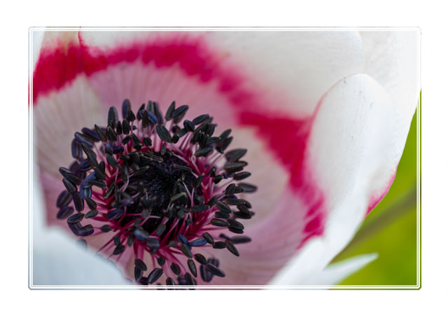 photos_dsmith's tweet photo. A #macrophotography #image showing #flowers such as a #hybrid #windflower (#poppy) are a #welcome #sight in many #gardens and #parks after #winter bringing some #vibrant #colours into our #lives. #flowersphotography #flowerphotography #macrophotography. #SpringVibes #flower https://t.co/luvKtREv3j