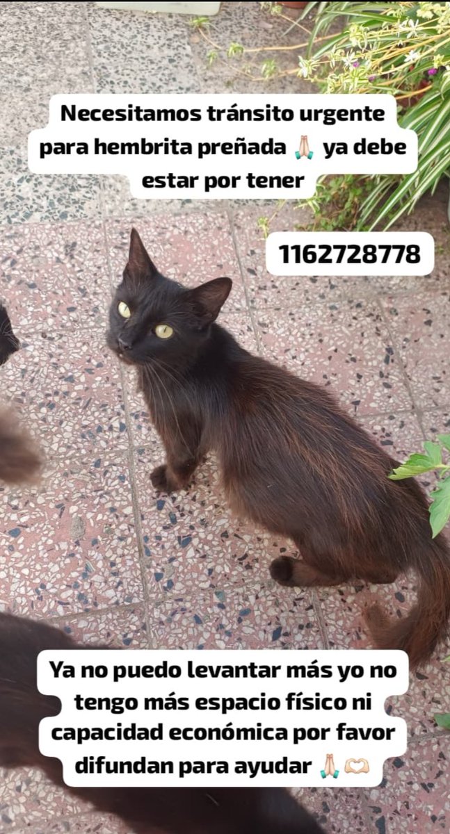 porfis si pueden difundir me ayudan mucho no tengo un peso partido al medio ni espacio pero no quiero que tenga un parto en un techo de nuevo😭