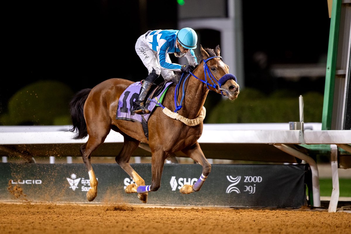 AlSayed Stud | مربط السيد tweet media