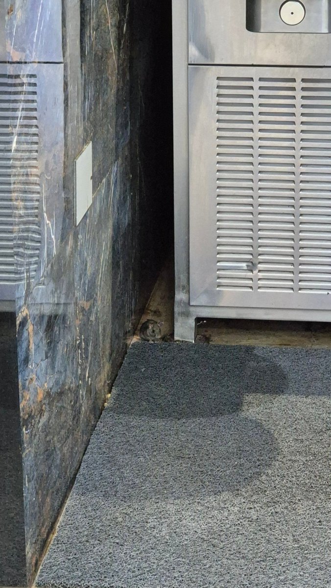 AkbarAli tweet media