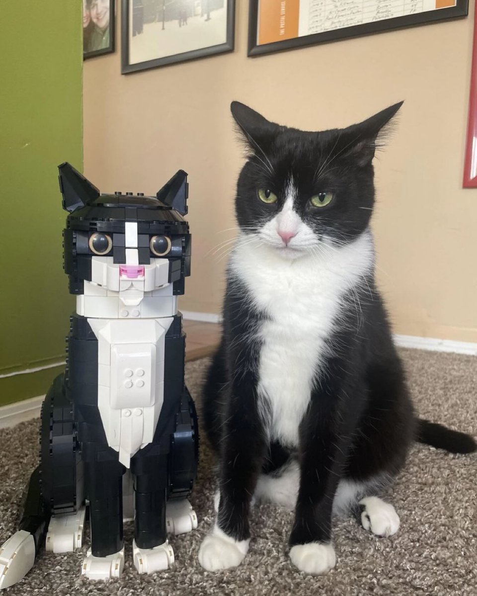 Punch Cat (@punchingcat) on Twitter photo 