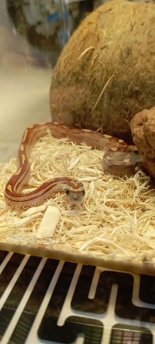 Mask Taz tweet media