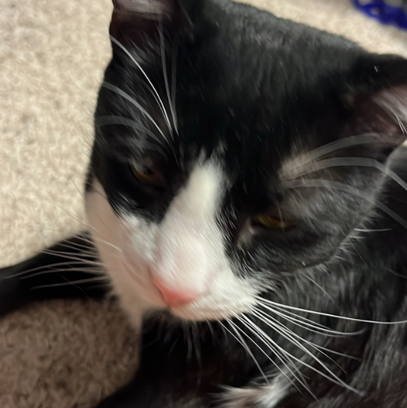 Panora Connect tweet media