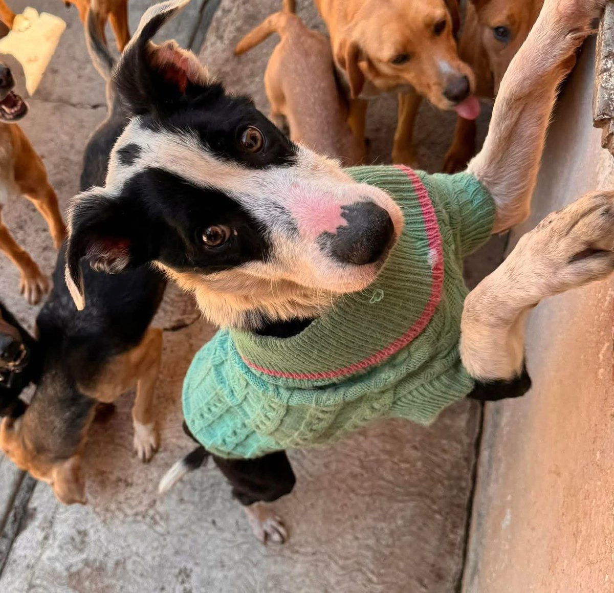 Ayer por la mañana murió nuestra hermosa Bimba del refugio, no pude estar ahí para despedirme de ella, pero sé que ese atardecer que vi era ella despidiéndose, te vamos a extrañar preciosa, sé que ya no sufrirás ❤️‍🩹