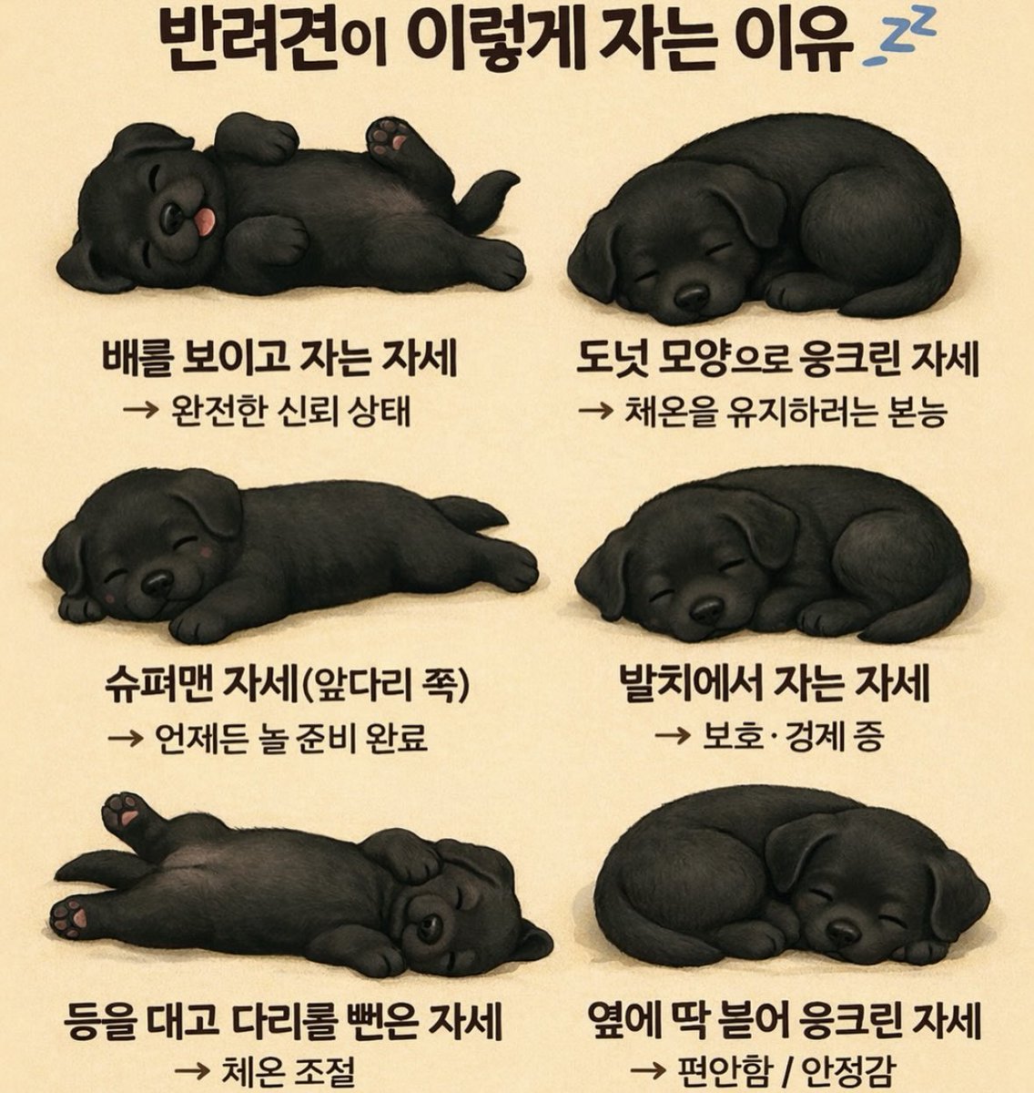 mankkamju's tweet photo. 여러분의 강아지들은 어떻게 자나요 💕 https://t.co/9q3nLcksx8