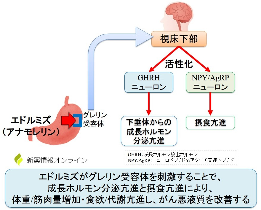 yaku_CBT's tweet photo. 第111回薬剤師国家試験の出題予想！  

⭐️アナモレリン（製品名エドルミズ）

近年、がん悪液質についても問われていますので、出題の可能性が高いと考えられます✏️

💡アナモレリンのポイント💡

①がん悪液質に用いる
②グレリン様作用を示し、食欲を亢進させる
③「心臓」に副作用が現れることが多く、狭心症や心不全の患者には禁忌
④1日1回、空腹時に経口投与（食事の影響を受けるため）

国試レベルでは上記を押さえておけばOKだと思います！