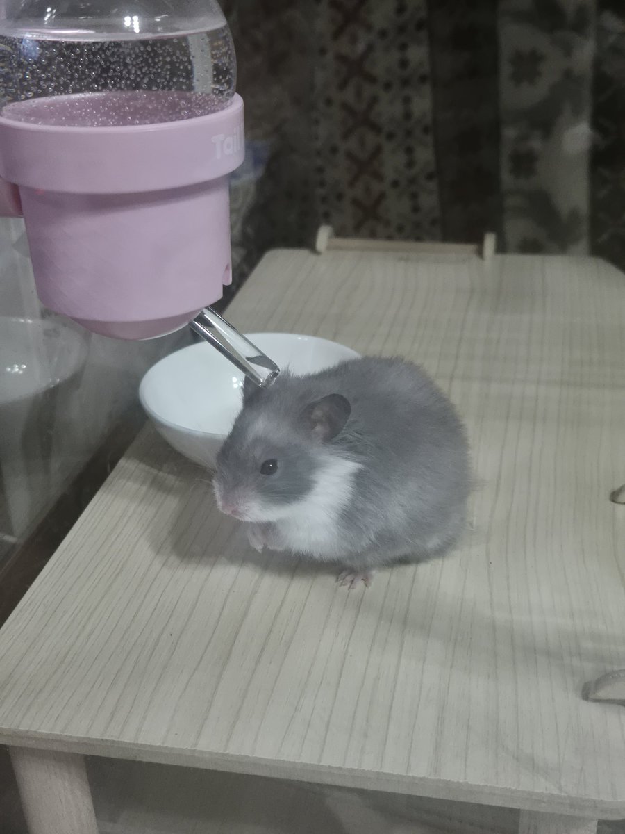 룬쮸 🍀 tweet media