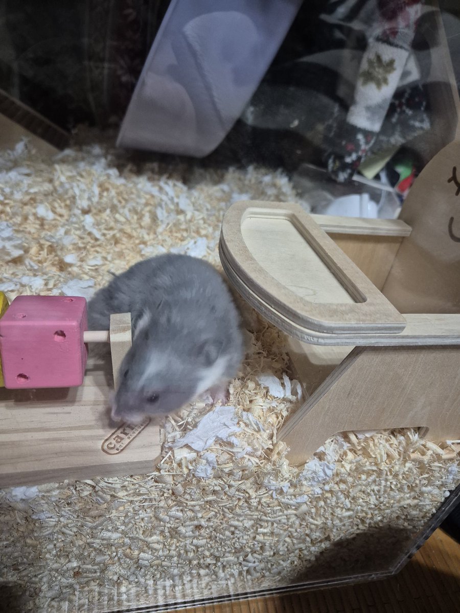 룬쮸 🍀 tweet media