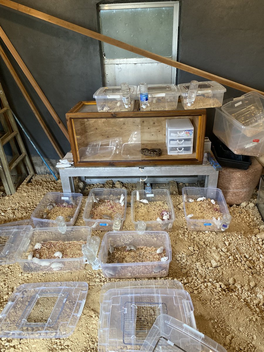 a4444888's tweet photo. 宮古島のネズミーランド！🤭
熱帯魚も大量に導入したいと思います

生き物小屋作成中 https://t.co/fPmQKFXSVo
