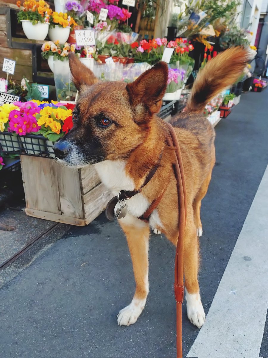 お散歩の帰り道、お花屋さんに寄った。

あめ🐶

#保護犬