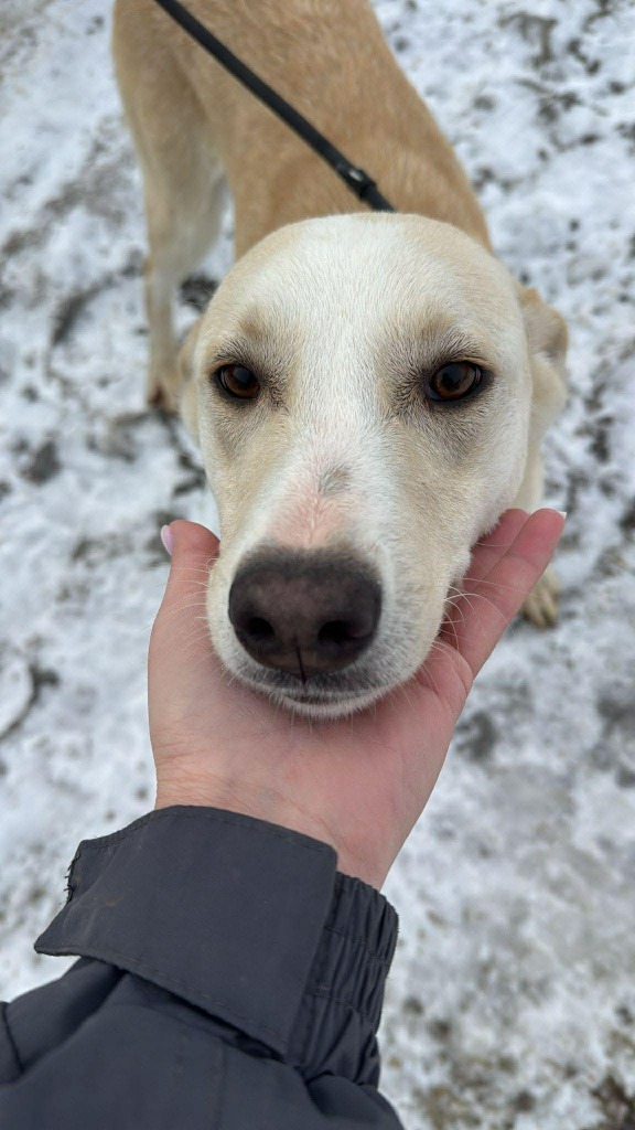 Romania

10 month old Eloise is an absolute sweetheart who dreams of cuddles and being loved the way she's always wanted to be 💕
She has a gentle but fun-loving nature! 🌟
Eloise enjoys the company of other dogs and can be cat and child tested ❤️

Apply: pawprints2freedom.co.uk/apply
