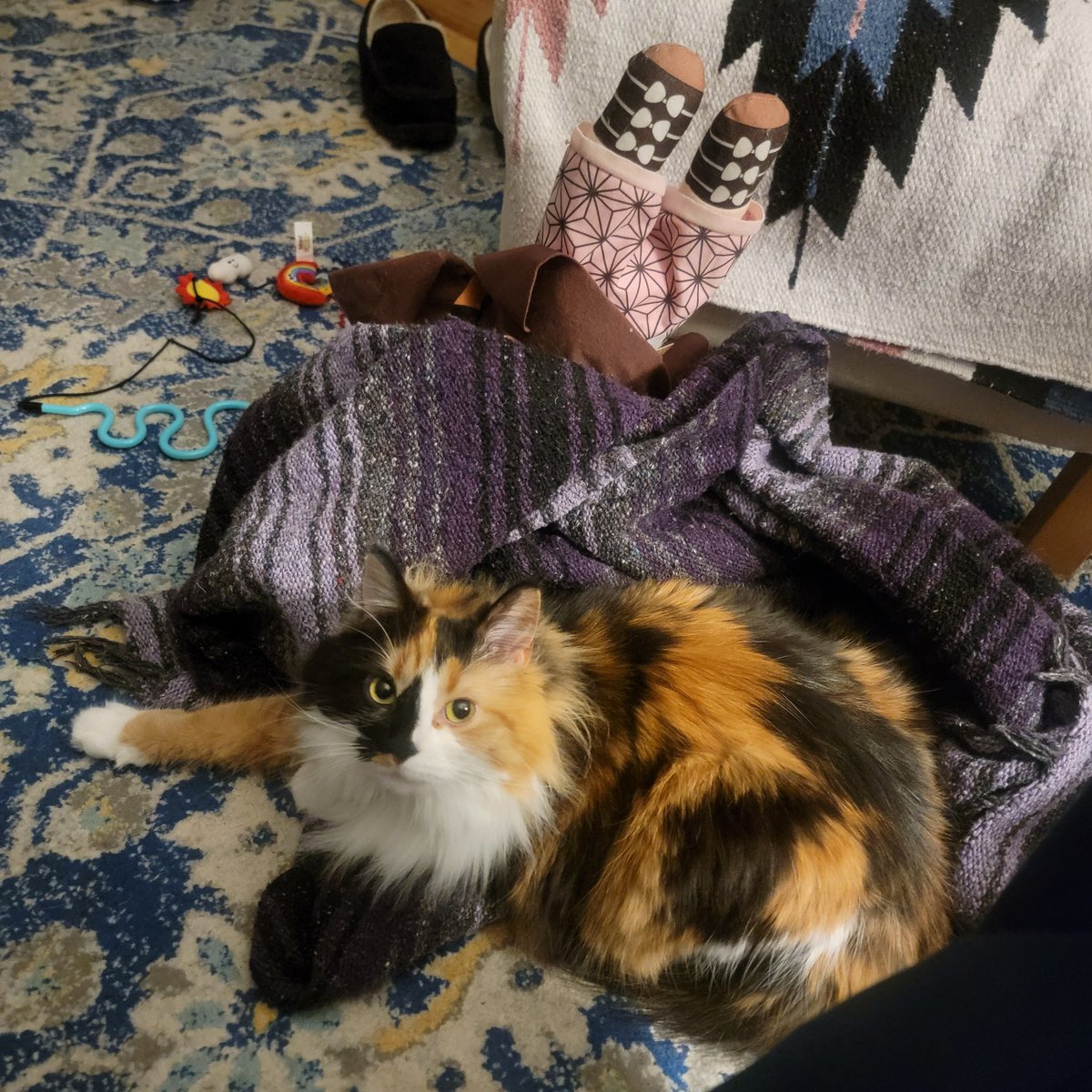 Koi: I did nomt dropp blankie and Nezuko! They were like dat already! 👀😸