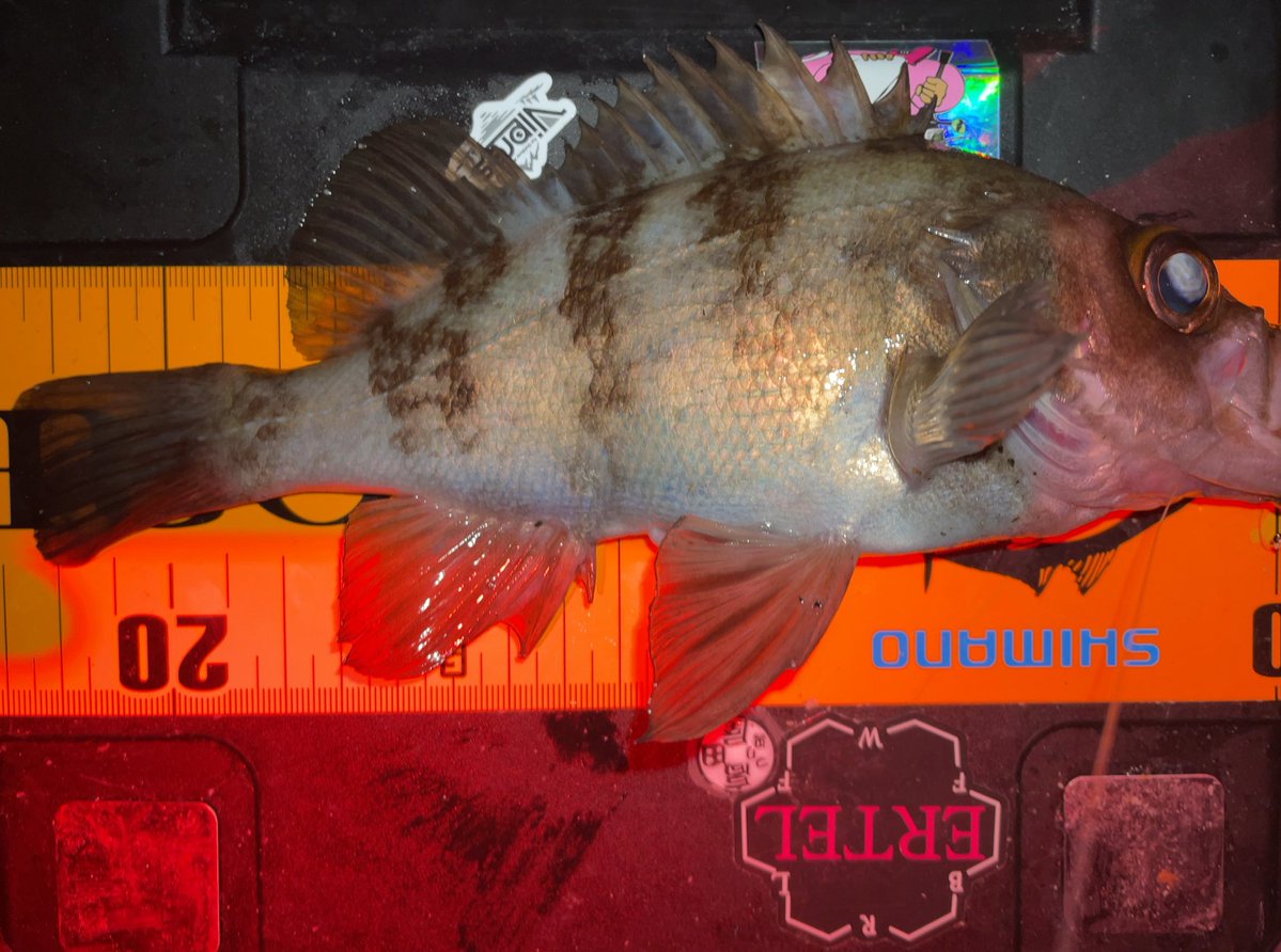 #知多メバリング🧌
そろそろ時期かなと思って
りゅうさんに連絡し海へ🌊
中々に厳しい状況でしたが
『ここ流したら釣れるよ』と
アドバイスをいただき流したらドーン‼️
#ERTEL #ブループ 黒のわーるっ‼︎が
大活躍でした😍
対メバルはやっぱりブループが強し💪
#pr
#知多半島
#メバリング