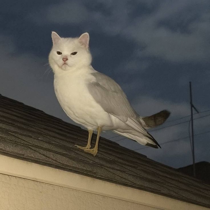 Wind outside. Chaos inside.
Los Santos is not safe today 🌪️ 
twitch.tv/afrecus
twitch.tv/afrecus
twitch.tv/afrecus
twitch.tv/afrecus 
#GTAV #ChaosMod #DZGaming #TwitchLive