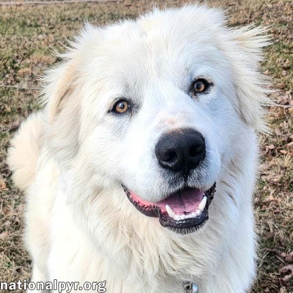 RussianBerner's tweet image. *
Sharing a post by the National Great Pyr Rescue nationalpyr.org 1/3 🧵 #AdoptMe #GreatPyrenees 

“NEWLY LISTED FOR ADOPTION!***
10mo Boomer in KY - Super Smart &amp;amp; Friendly!

Who’s looking for a stunningly handsome, playful, and affectionate young Pyr?! Boomer is 10