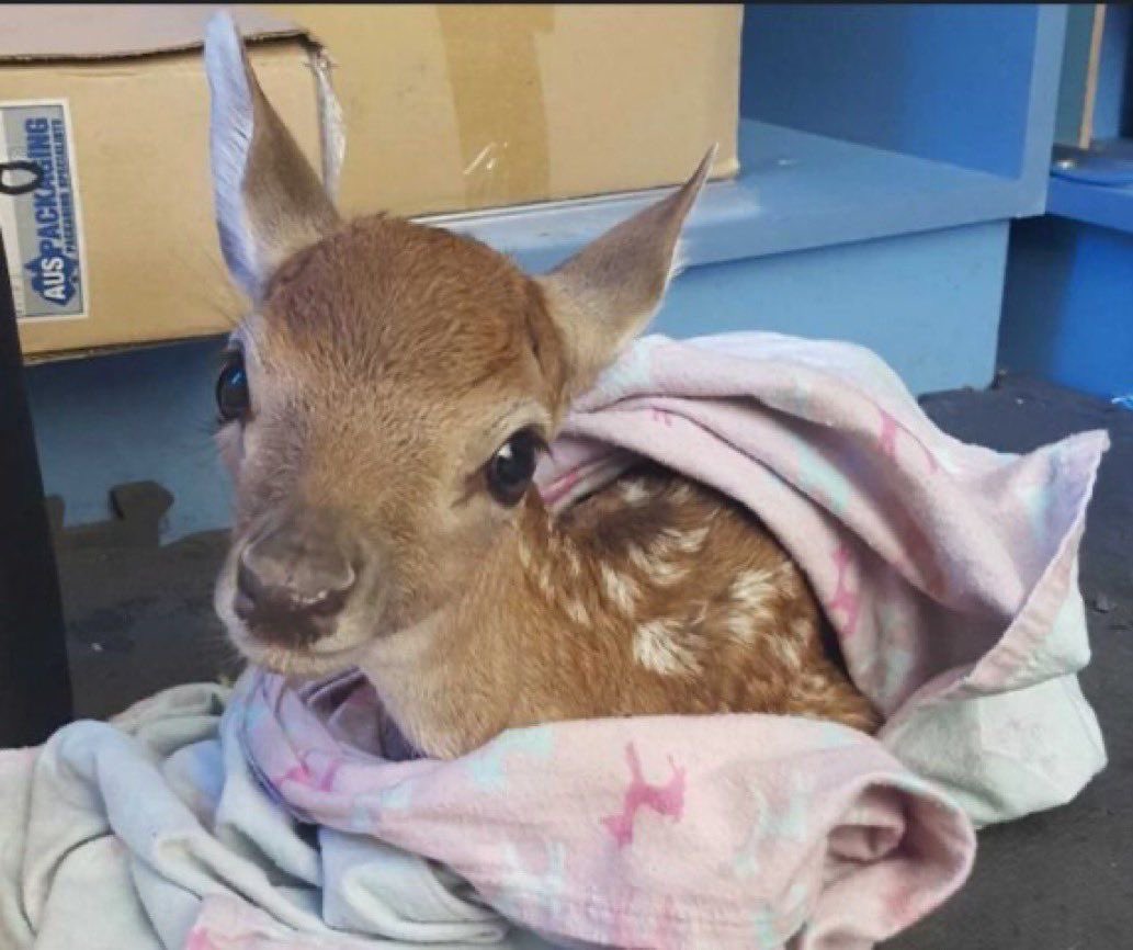 𐙚Luci!⚢ is pitt pilled!! tweet media