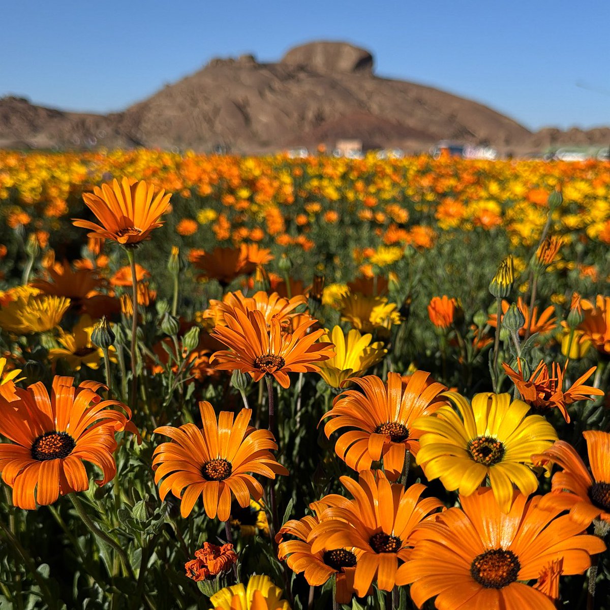 محمية توارن البرية بحائل 😍🌸💐🌷

محمية جميلة وتستاهل الزياره 

تصوير اليوم 31 / 1 / 2026 م

 #حائل