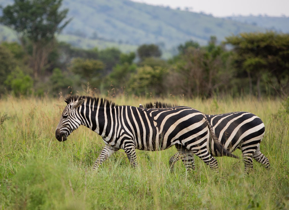 Destination Rwanda tweet media