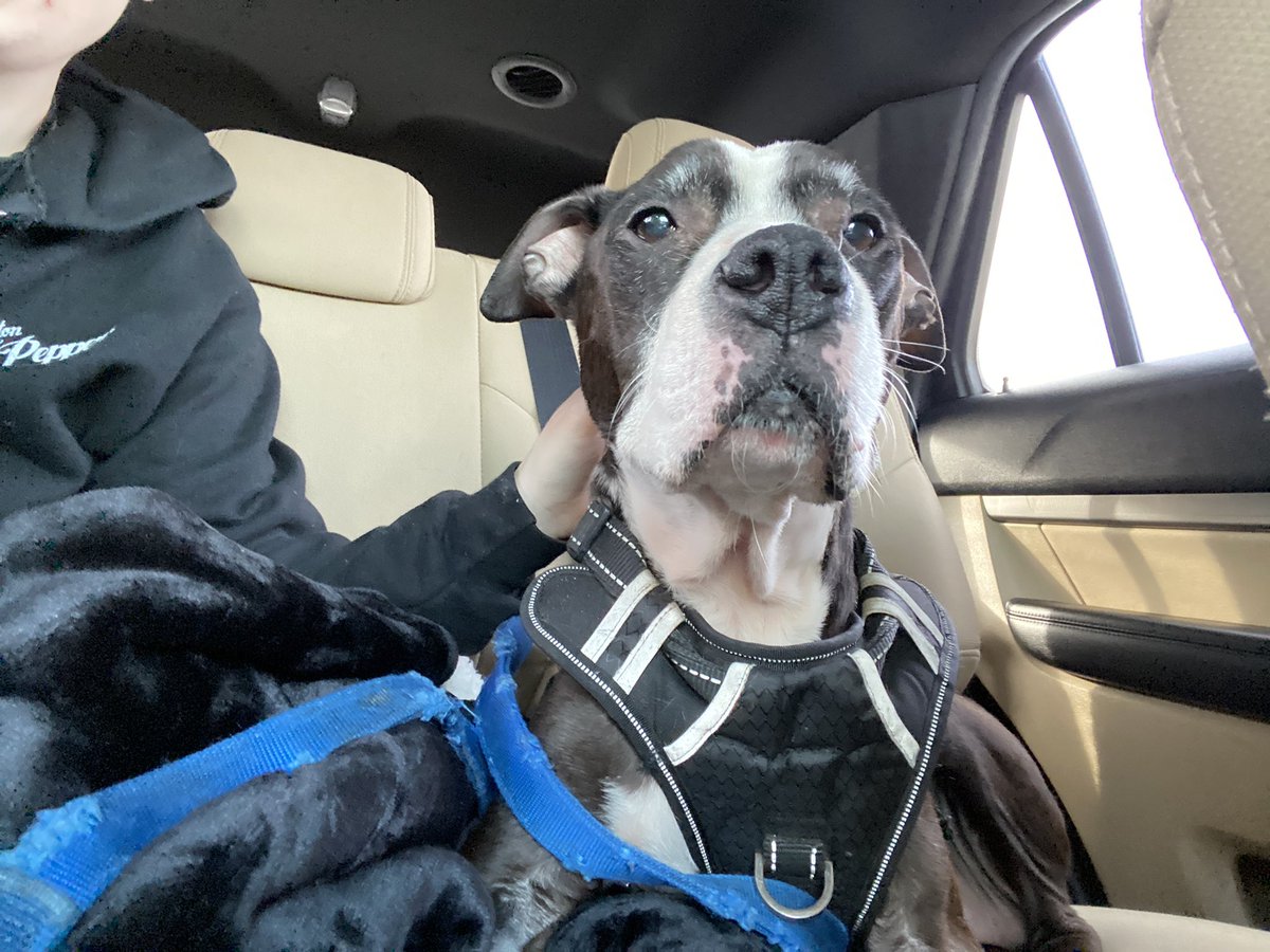 kellyshmo tweet media