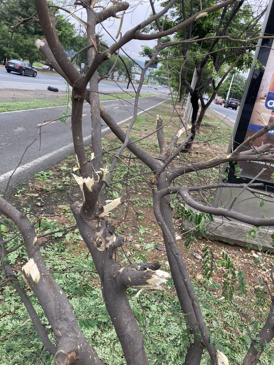InfoViaLaCosta's tweet photo. ¡Esto es inadmisible! Árbol recién mutilado frente a publicidad de @BancoPacificoEC con JCDecaux. ¿Solidaridad con el medioambiente? @BancoPacificoEC debería rescindir o revisar contrato con @JCDecaux y priorizar la naturaleza sobre la publicidad. 🌳💔 #GuayaquilVerde #NoMasTala” https://t.co/JLNDTCRXrr