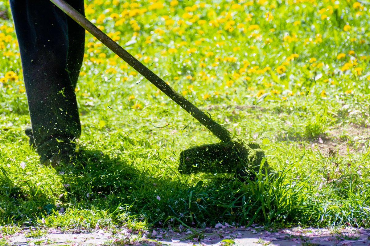 GoTeamIDry's tweet photo. DIY mold cleanup is like trimming weeds and calling it landscaping. #TEAMiDRY https://t.co/t2edBO1sTn