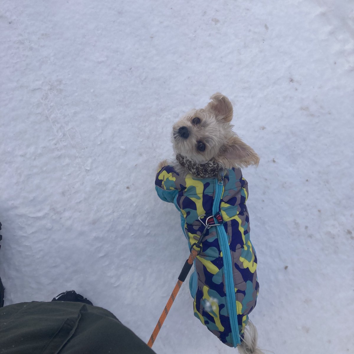 冬の散歩って夏の散歩の10倍くらい体力持ってかれる、雪をかいて歩くほぼサバイバル
毎日1時間くらい散歩してるんだけど元気な犬を見ながらじゃ無いと歩けない