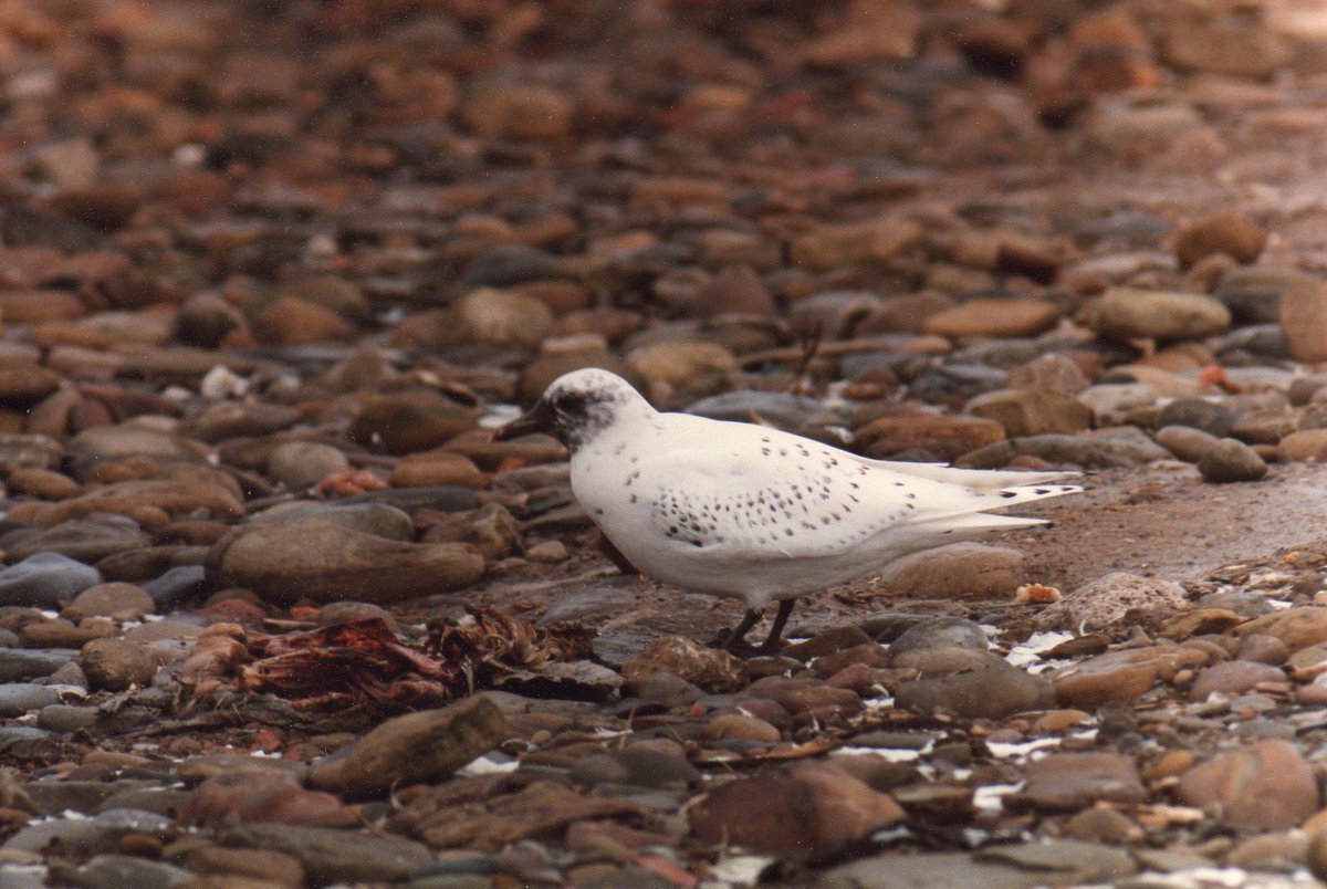 David Britton tweet media