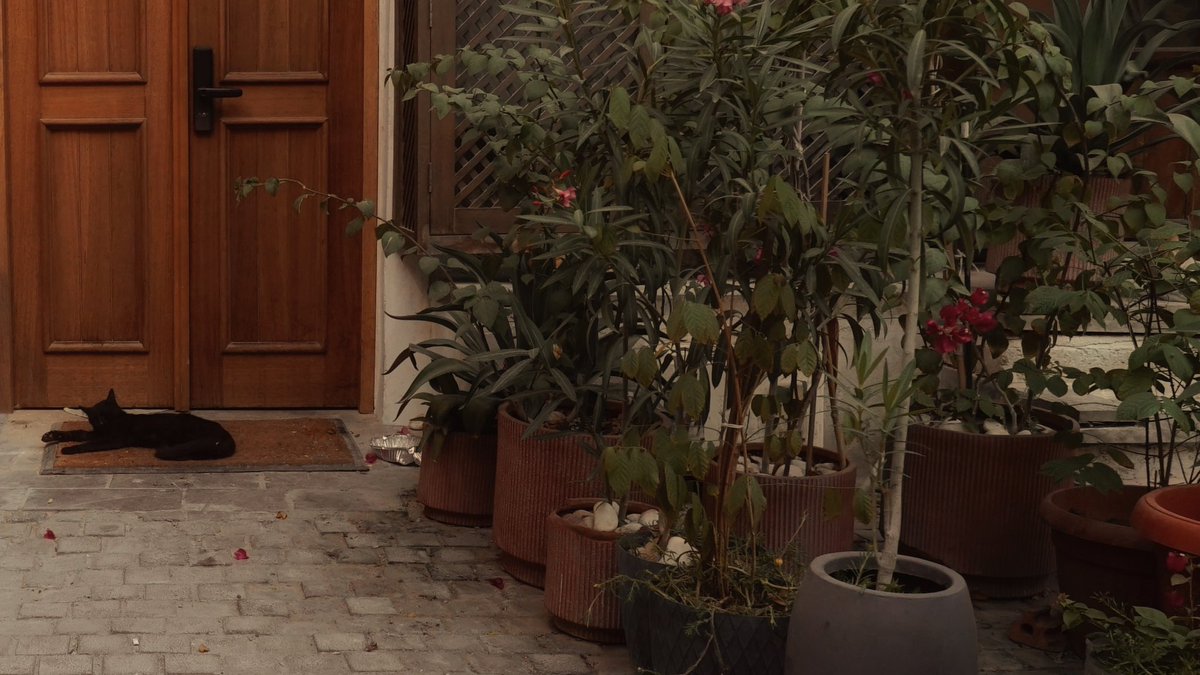 Faisal ses tweet media