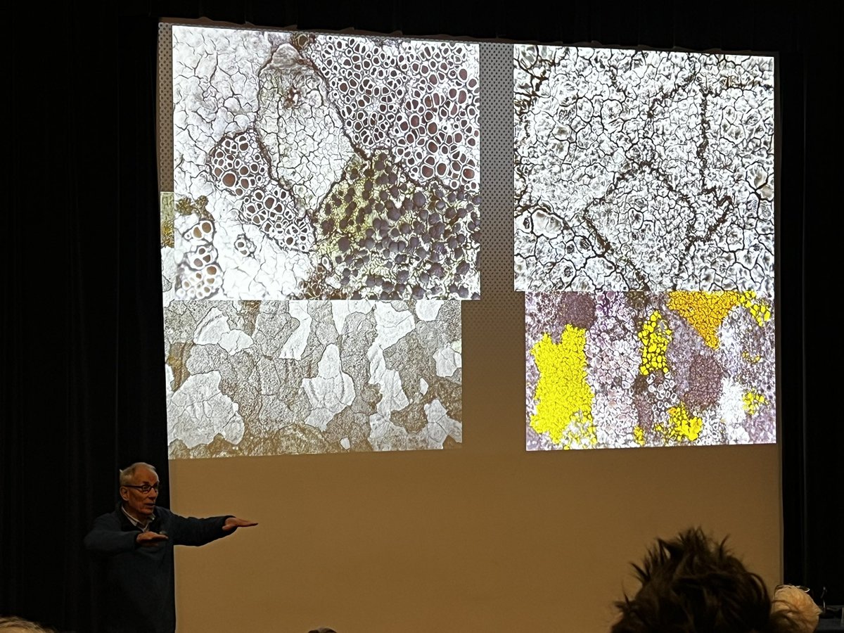 The British Lichen Society tweet media