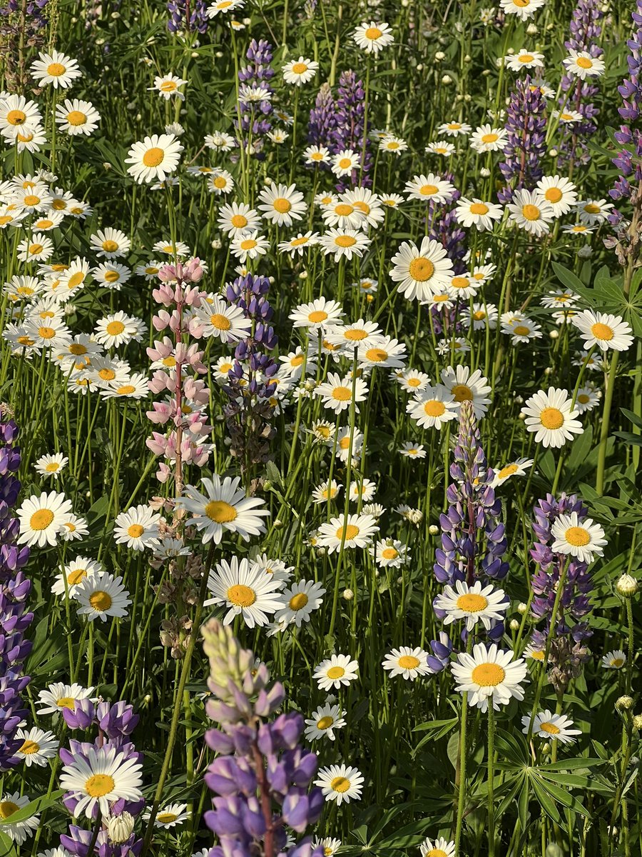 Bieordinary22's tweet image. Norwegian one 🫣
หนมค่ะ รักบ้าน(ไม่ได้)เกิด55555