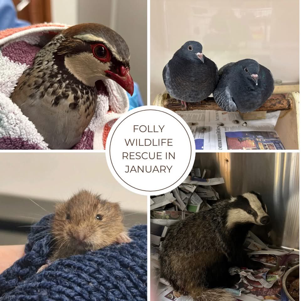 Folly Wildlife Rescue tweet media