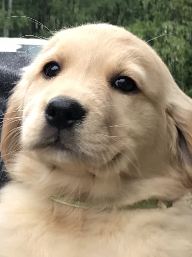 We don’t have to tell animal lovers that petting a dog rules.
If you see a dog and you get to say hi to the dog and then you ask to PET the dog and you are ALLOWED to pet the dog is pretty much the BEST DAY EVER.
Science explains why!