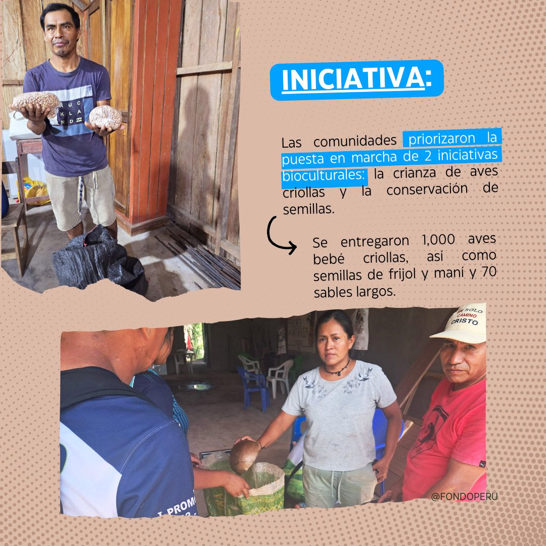 PeruFondo's tweet photo. #ProyectosQueHacenHistoria | Juventud Kichwa y territorio vivo
En San Martín, jóvenes Kichwa fortalecen su identidad y seguridad alimentaria mediante la crianza de aves criollas y la conservación de semillas nativas 🌱

#JuventudIndígena #IdentidadKichwa #AmazoníaPeruana https://t.co/md7SysHa5s