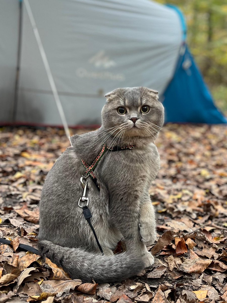 Arkadaşlar selamunaleyküm.
Sufle’yi arıyoruz. Görsellerini bıraktım. Özellikle Fatih’te ikamet eden arkadaşlar yayabilirse çok seviniriz.
Allah razı olsun şimdiden