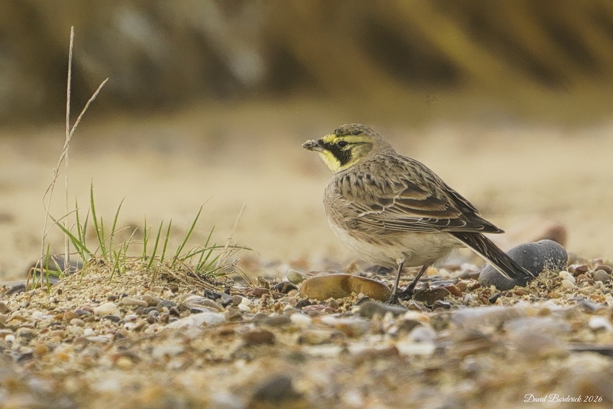 David Borderick tweet media