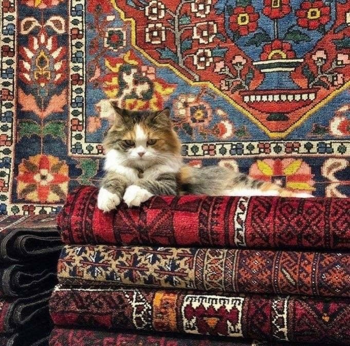 tuurqoise's tweet image. A Turkish cat on a Turkish carpet.