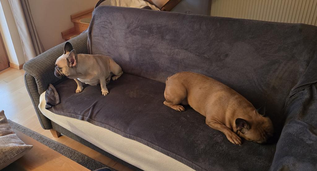 Finneas & Frieda, The Frenchie Connection tweet media