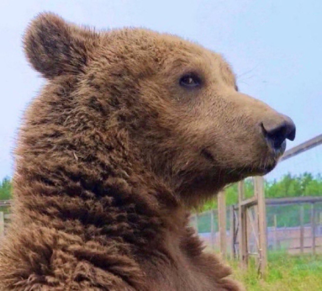 Y-U-NO ( . _.) tweet media