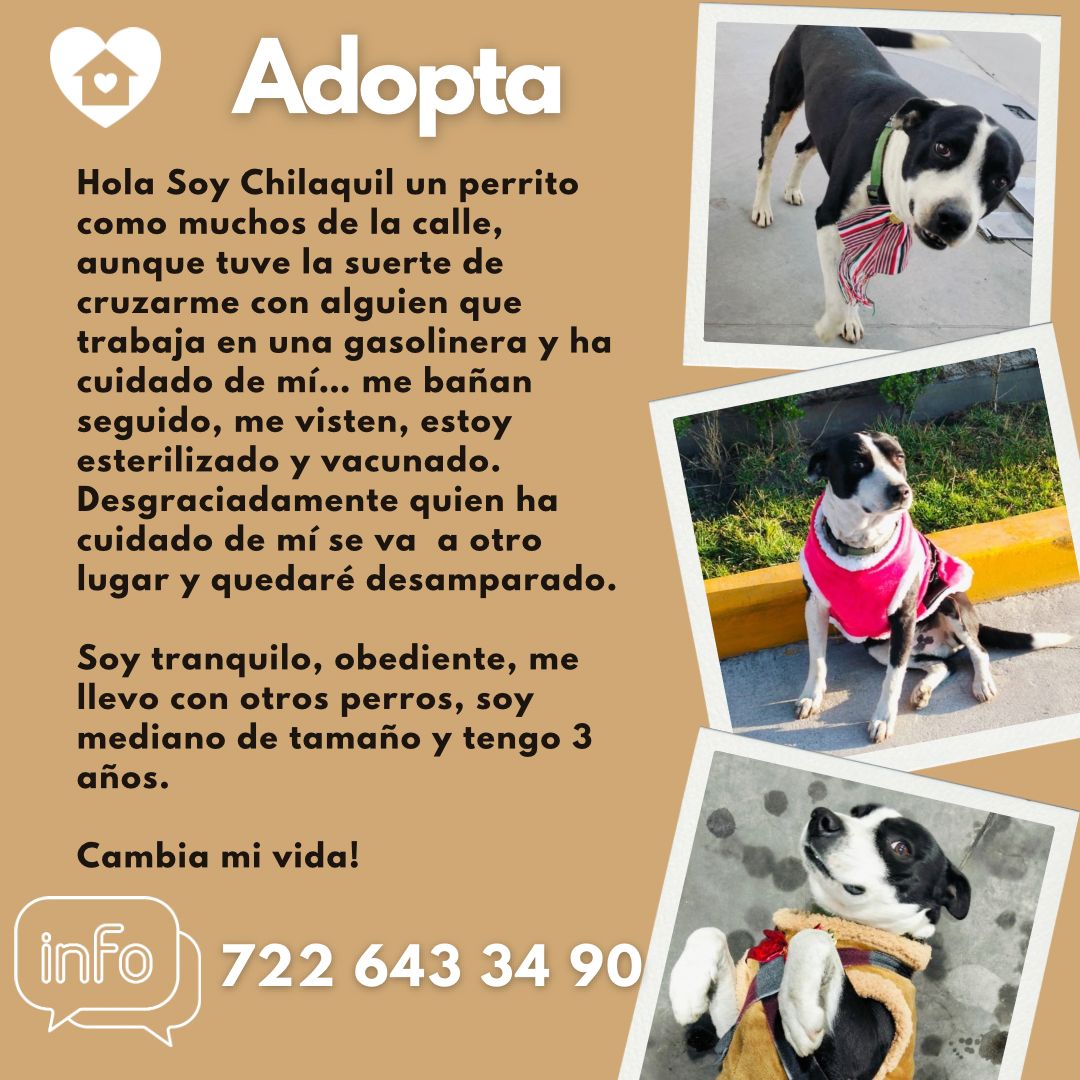 #adopta <a href="/adnnoticiasmx/">adn Noticias</a> <a href="/AztecaNoticias/">Fuerza Informativa Azteca</a> <a href="/TolucaGob/">Ayuntamiento de Toluca</a> <a href="/laadopteria/">La Adoptería México</a> <a href="/PacoZeaCom/">PacoZeaCom</a>