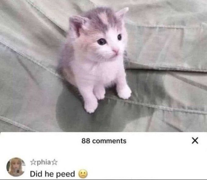 Tweets Of Cats (@tweetsofcats) on Twitter photo 