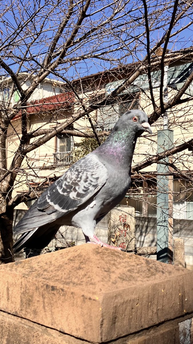 私は道を誤っておりました😱

師がいなかったら　
戻ってこられなかったかもしれません

神様に質問すると、
お腹が反応するという
＃ダウジング ができるようになったので

いろいろ聞いてみたくなった

「こうしたほうがいいかな？」

「これとこれではどっちがいい？」

ちゃんと反応があるから