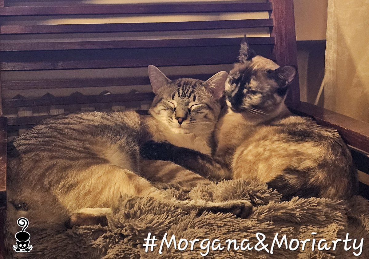 Panterita (Tiny Panthera) 🐈‍⬛ tweet media