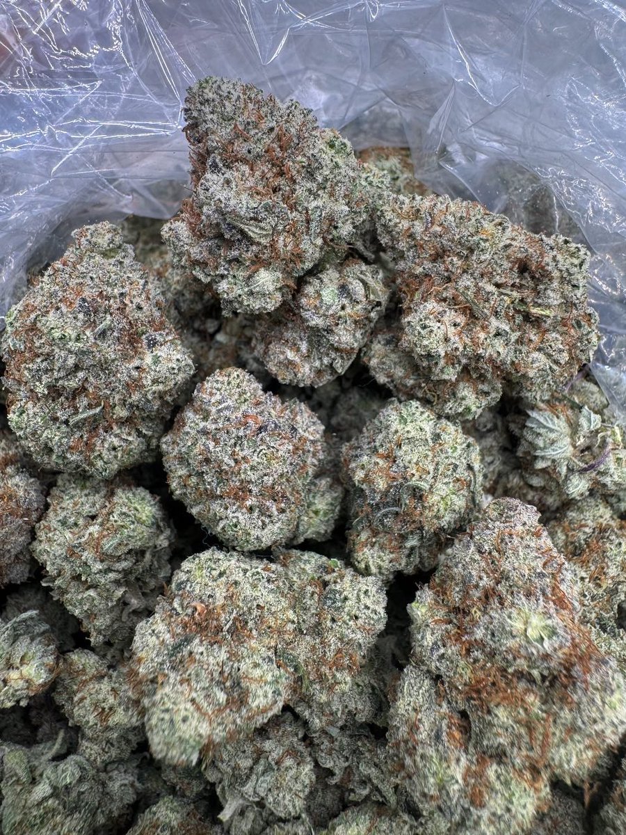 ExoticZaUS's tweet photo. Wedding Cake 🍰🔥
Sweet vanilla frosting, creamy gas, smooth smoke. Heavy relaxation with a happy head buzz. Dense, frosty buds pure top-shelf pressure.
#RateThisZa
#WouldYouSmoke
#ZaReview
#GasCheck
#SmokersTalk https://t.co/aVypytr69V
