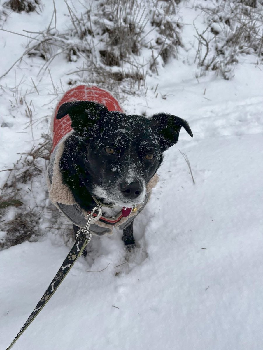 shaff18330's tweet photo. Banjo loving the snow!  ❄️ https://t.co/DQvkZckU8Y
