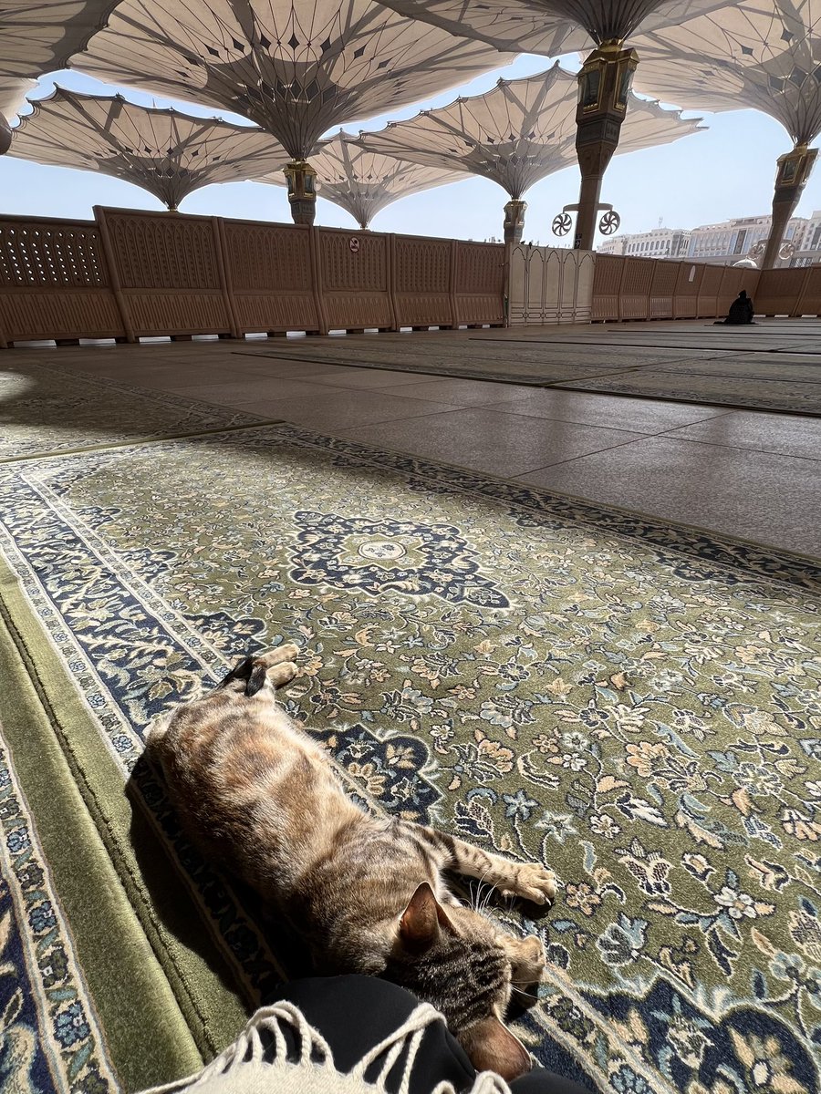 lawpdcr's tweet image. صديق الحرم 🤍.