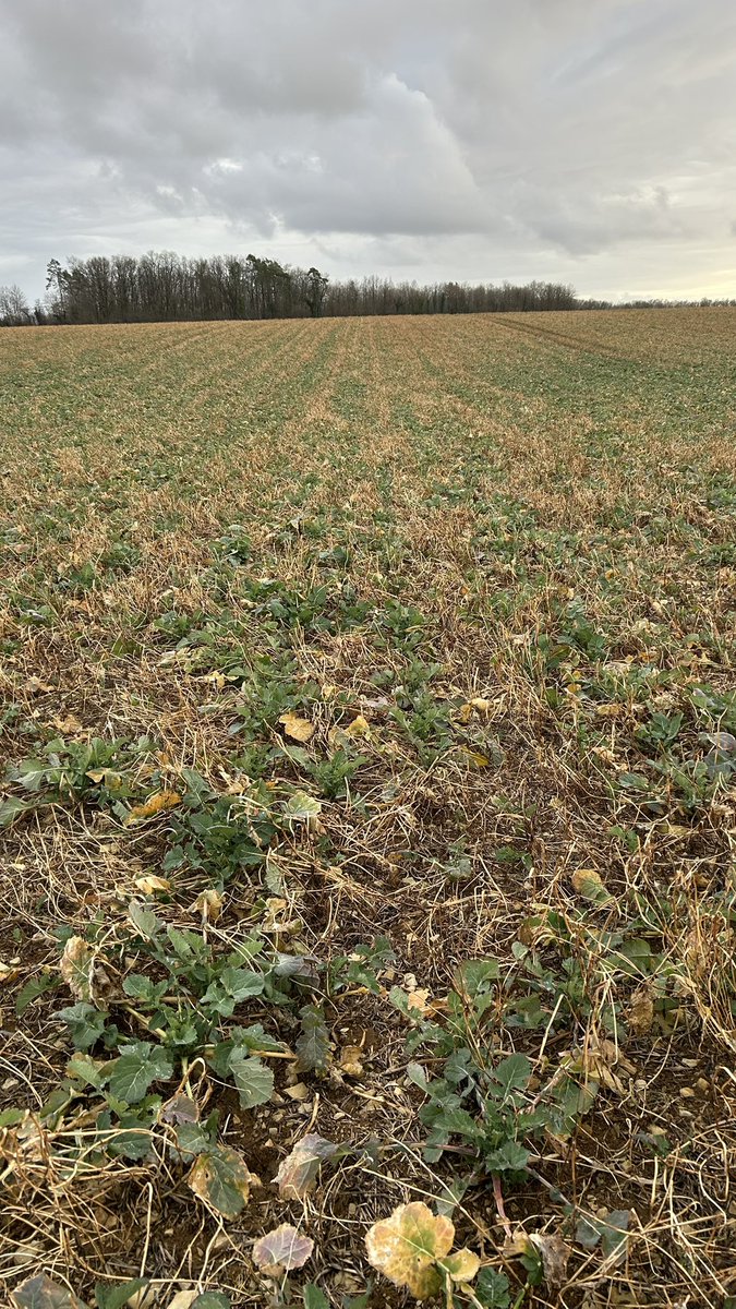 Olivier COSTE tweet media