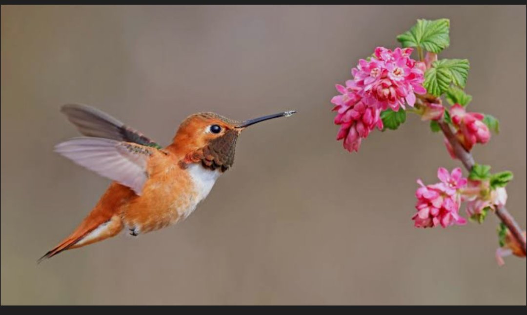 Inyoni zifite amagufa akoze ku buryo buzifasha kuguruka.
Inyinshi zishobora kwiruka, gusimbuka, koga ndetse no kwibira mu mazi.
Hari izifite ubushobozi bwo kuguruka, ariko zitagira amababa. Inyoni ziboneka mu bice byose by’isi.
Soma:
kiny.taarifa.rw/tekeniki-zifas…