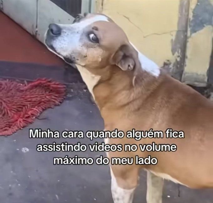 paginalixo1's tweet image. 