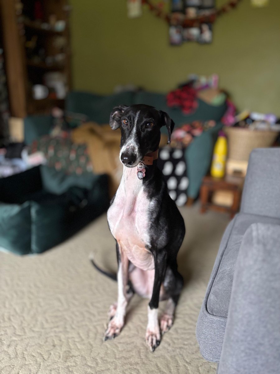 millypod1's tweet image. ROSIE HOME SAFE. THANKS FOR RT's 😊🐕🐾

🆘28 Jan 2026 #Lost Rosie #ScanMe
Lurcher Female 
Last seen by Telford Train Station #Donnington #Telford #Shropshire #TF2 doglost.co.uk/dog/201924